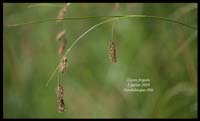 Carex-frigida7